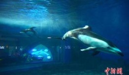 海洋最新爆料新闻内容,最新海洋发现揭示神秘生物世界